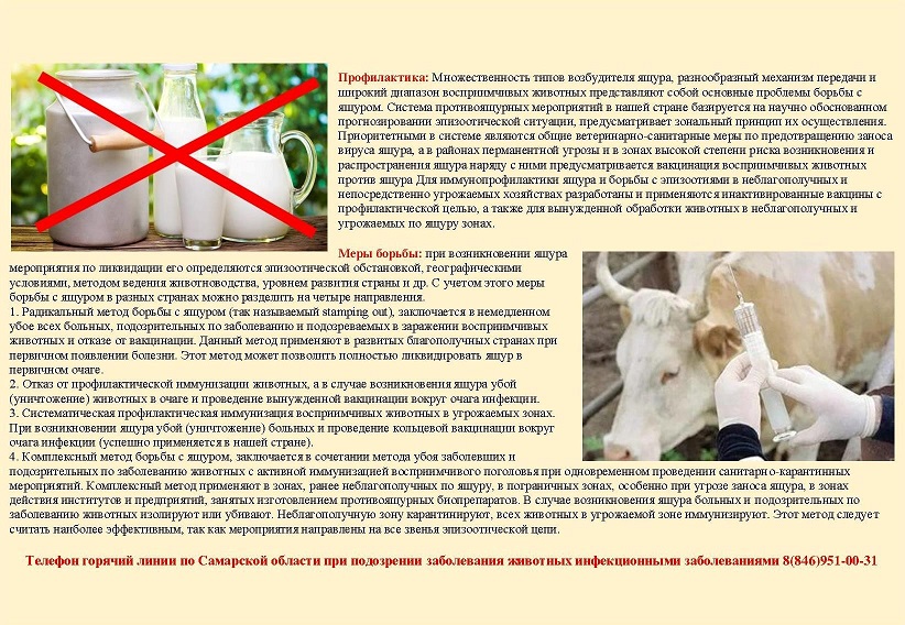 проф.ящур