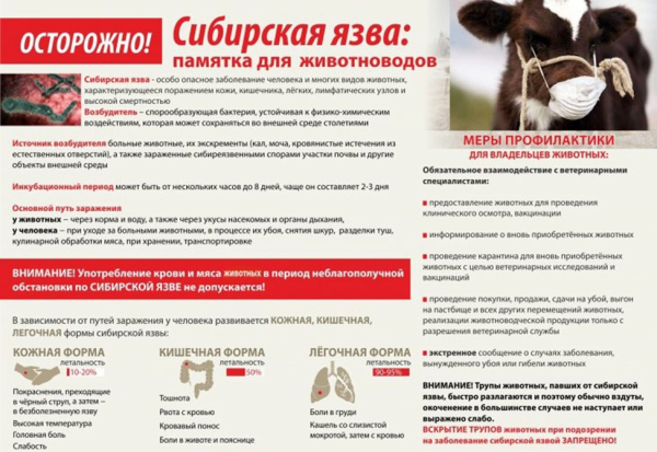 Осторожно! Сибирская язва!