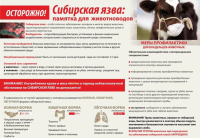 Осторожно! Сибирская язва!