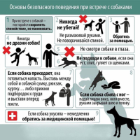 Памятка по поведению при встрече с собаками